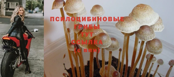 стафф Арсеньев